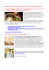 Newsletter N23 – Il mondo camilliano visto da Roma… e