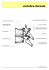 vertebra dorsale - Area Radiologica