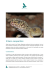Scarica la scheda del Geco Leopardino