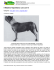 Il Mastino Napoletano così com`è