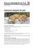 Detenzione adeguata dei gatti - Protezione Svizzera degli Animali