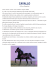 cavallo - DigiScuola
