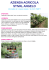 azienda agricola stival angelo