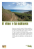 il vino e la natura - Mandrarossa Vineyard Tour
