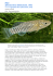 Pesci Aphanius iberus (Valenciennes, 1846) regno animali fam