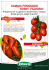 GAMMA POMODORO HOBBY VILMORIN
