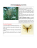 Processionaria: informazioni ASL