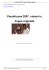Panafricana 2007: visioni in lingua originale