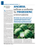 Anguria, cultivar a confronto fra tradizione e innovazione