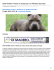 Sant`Antimo. Paura in strada per un Pit Bull, bloccato