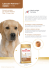 Labrador Retriever 30