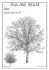 JUGLANS REGIA JUGLANS REGIA