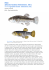 Pesci Aphanius fasciatus (Valenciennes, 1821)