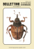 bollettino - ARDE Associazione Romana di Entomologia