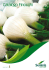 Catalogo Finocchi