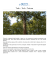 Teak – Tech - Tectona