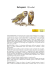 BARBAGIANNI (Tyto alba)