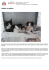 Adotta un gattino - Comune di Pistoia