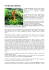 Cordyceps sinensis - Erboristeria Arcobaleno