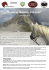 Trekking “Dolomiti di Brenta” - Club Italia Trekking Equestre