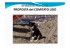 SPIAGGIA PER CANI PROPOSTA del COMITATO LIDO