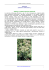 Arctium lappa L - Pianteofficinali.org