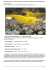 Neocaridina davidi var. Yellow • Caridine.it • Il sito italiano #1