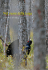 Nel cuore della taiga - Best birdwatching in Estonia