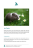Scarica la scheda della Cavia