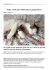 Gatto: 5 modi per renderlo felice ecologicamente