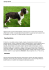 Springer Spaniel