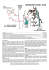 click qui per la versione stampabile