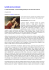 pdf articolo in pdf