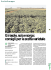 Girasole, soia e sorgo: consigli per la scelta varietale