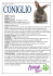 Coniglio - ANIMALI FELICI di CHIARA SGARBOSSA