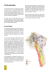 Studio geologico - Comune di Seriate