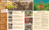 Kenya Mosaico