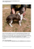 Roma: 2 cagnoline incrocio jack russell/bulldog francese