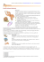 Phylum Mollusca (Molluschi) - Home page di Giampiero Meneghin