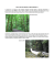 KETTLE VALLEY RAILROAD - RAMO COQUIHALLA In Canada per
