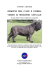ORIGINE DEL CANE E STORIA VERSO IL MOLOSSO ATTUALE