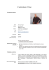 File "Curriculum Vitae - Massimo Parolari