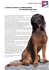 IL CANE DA TRACCIA (SCHWEISSHUND) UN CANE NON PER