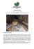 il forno del pane
