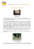 MORLACCO Il formaggio Morlacco “presidio slow food” (detto anche