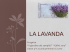 La lavanda - Dal Giardino dei semplici all`orto di oggi verso il