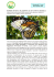 farfalla Monarca - VeronaMicologica.com