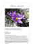 Crocus - CAI Napoli
