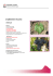 cabernet franc - Agriligurianet
