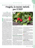 Fragola, le nuove varietà per il 2007
